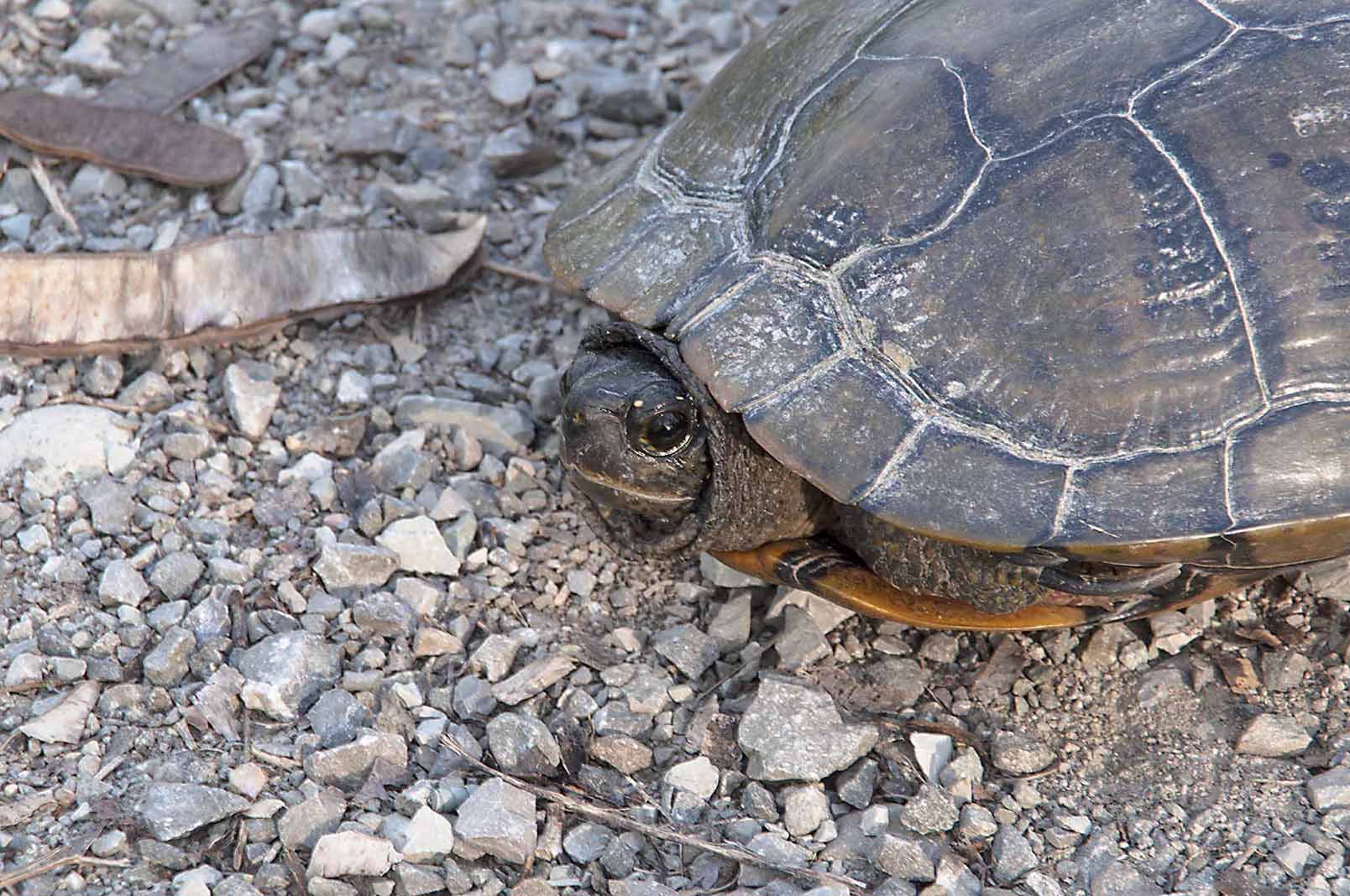 Trachemys spp.  della pianura modenese